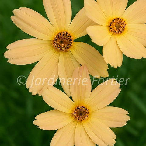 Coreopsis "Fall Sensation Sandstone"