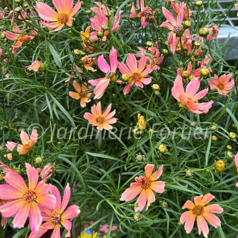 Coreopsis "Fall Sensation Quartz"