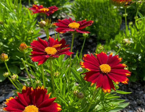 Coreopsis "Uptick red"