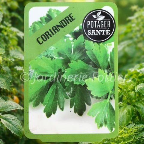 Coriandre / Potager Santé