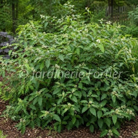 Cornus "Stolonifera"