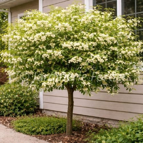 Cornus "Alternifolia" sur tige