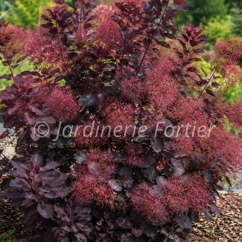 Cotinus "Winecraft black"