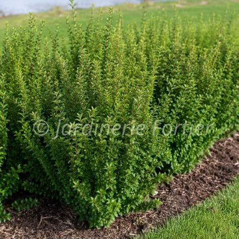 Cotoneaster "Acutifolia"