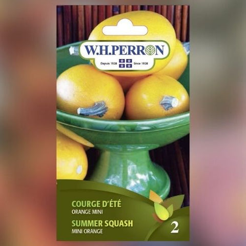 Semence de "Courge spaghetti orange mini"