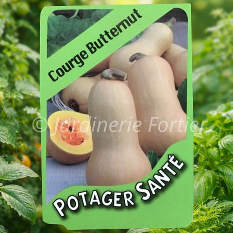 Courge Butternut / Potager Santé