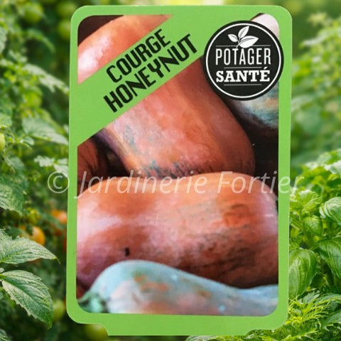 Courge Honeynut / Potager Santé