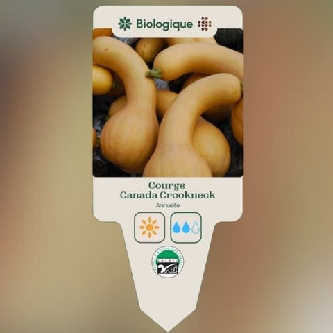 Plant de "Courge Canada Crookneck" – Écoumène