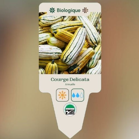 Plant de "Courge Delicata" – Écoumène