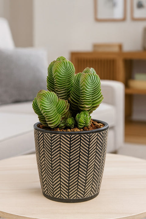 Plante d'intérieur "Crassula Buddha’s Temple"