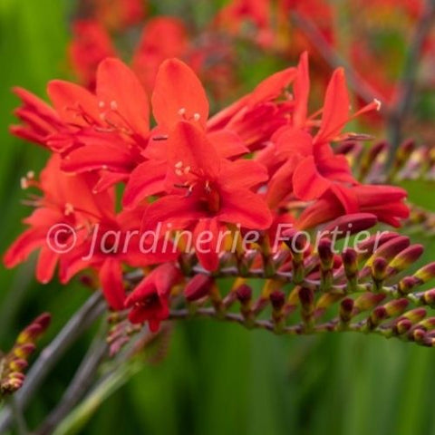 Crocosmia "Lucifer"