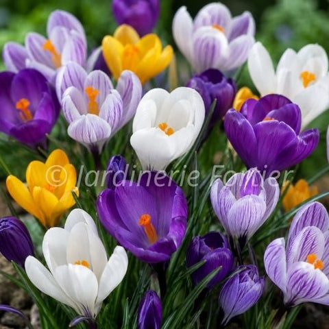 Bulbe de "Crocus mix"