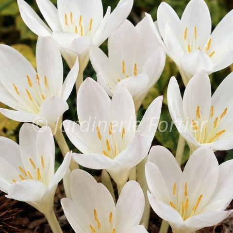 Bulbe de "Colchicum Automne Album"