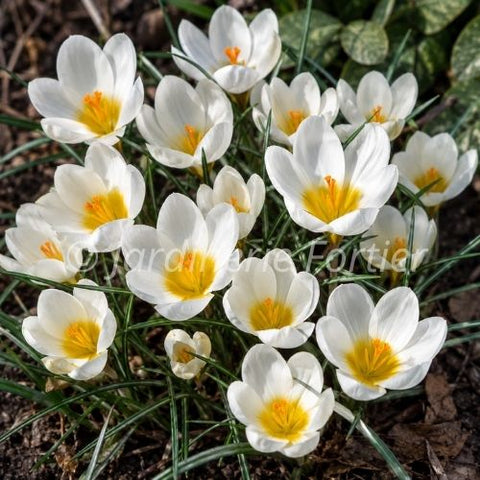 Bulbe de "Crocus Snowbunting"