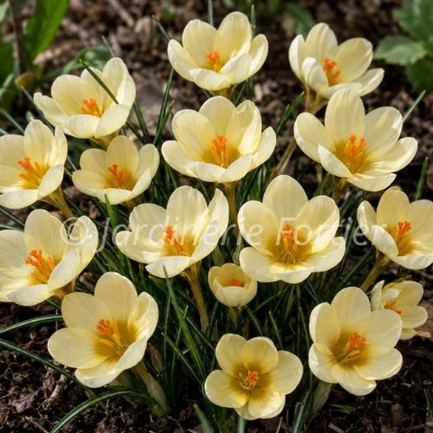 Bulbe de "Crocus Cream Beauty"