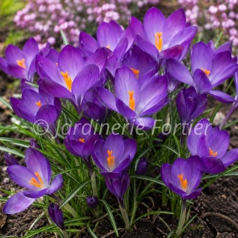 Crocus "Ruby Giant"