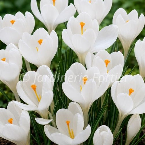 Bulbe de Crocus "Snowstorm"