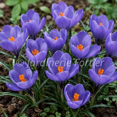 Bulbe de "Crocus Aqua"