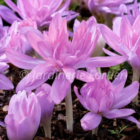 Bulbe de "Colchicum Waterlily"