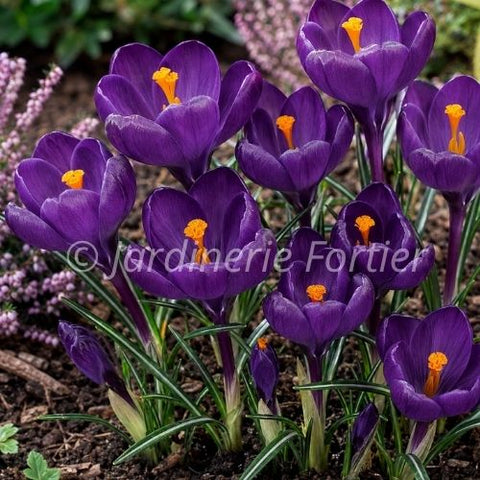 Bulbe de Crocus "Large Flowering Purple"