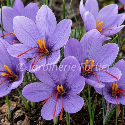 Bulbe de Crocus "Saffron"