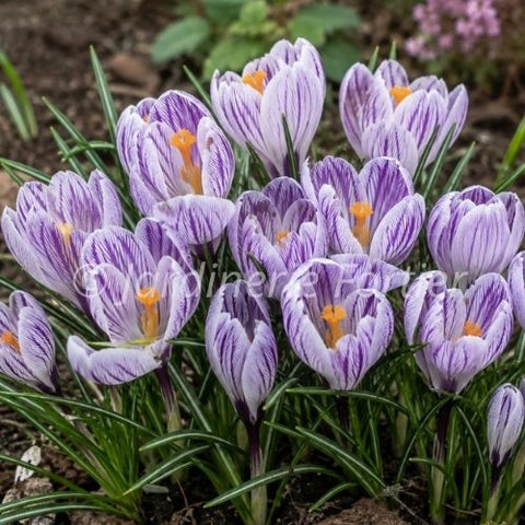 Bulbe Crocus "Striped Beauty"