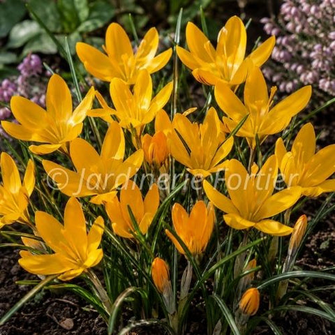 Bulbe de Crocus "Yellow Mammoth"