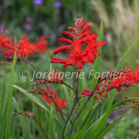 Crocosmia "Lucifer"