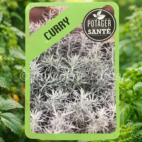 Curry / Potager Santé