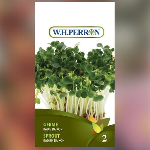 Semence de "Germe de Radis Daikon"