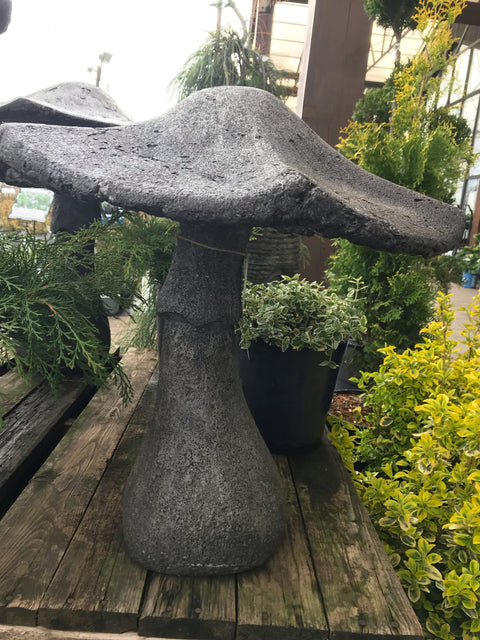 Champignon de jardin géant