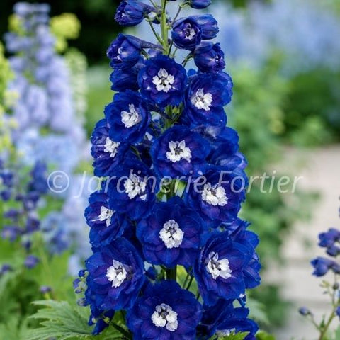 Delphinium Magic Foutains "Dark blue"
