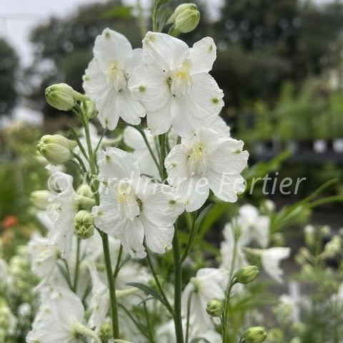 Delphinium "Hunky Dory White"