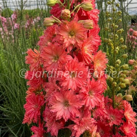 Delphinium "Red Lark"