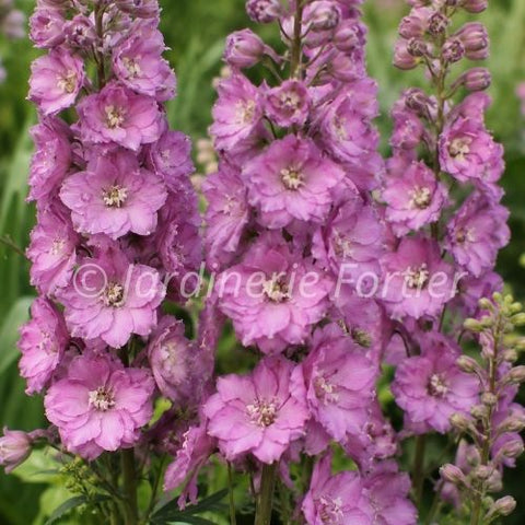 Delphinium Delgenius "Chantay"