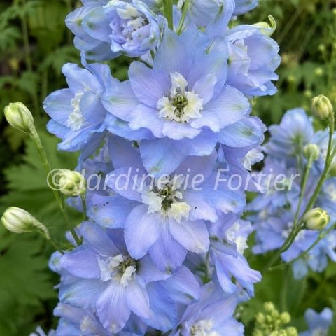 Delphinium Magic Fountain "Sky Blue"
