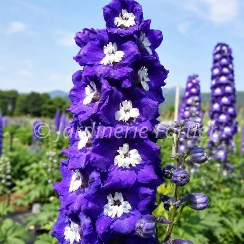 Delphinium "Dark Blue/White Bee"