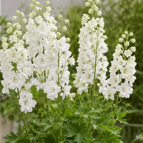 Delphinium Pixie "Rocket Moon Rocket"