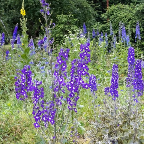 Delphinium Delgenius "Kingsley"