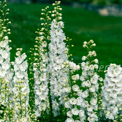 Delphinium Delgenius "Neva"