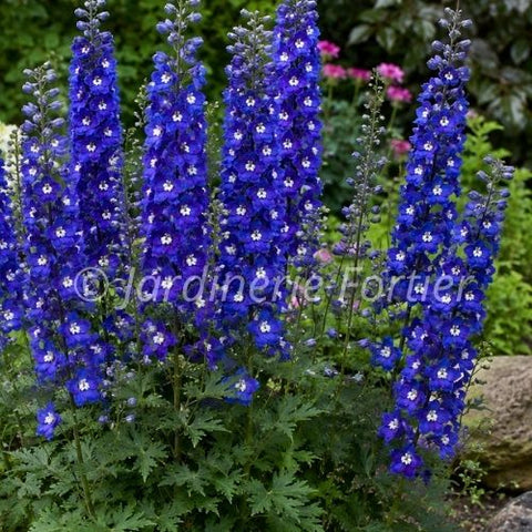 Delphinium Delgenius "Blue Fabulosa"