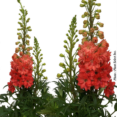 Delphinium "Red Lark"