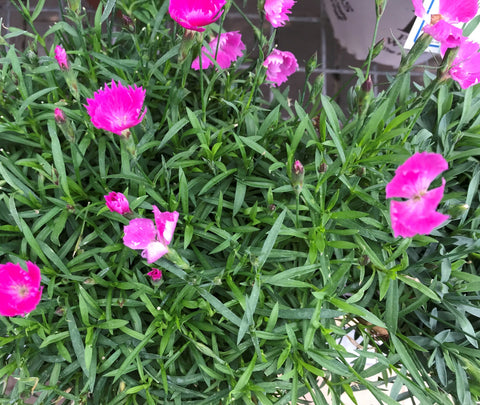 Dianthus Kahori