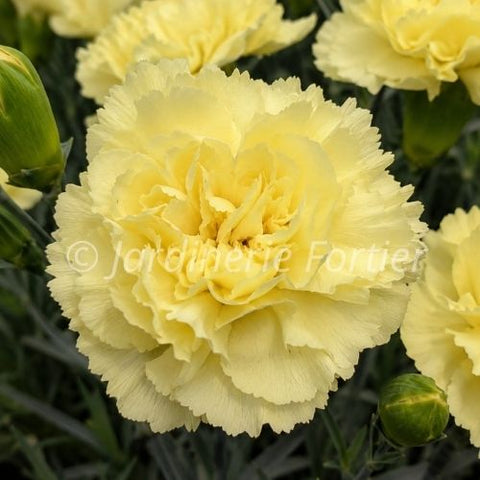 Dianthus odessa "Yellow Bling Bling"