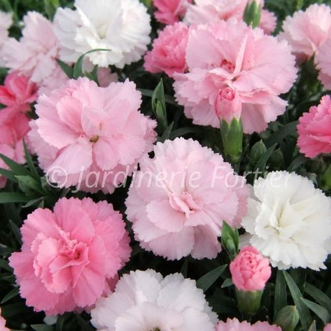 Dianthus EverLast "Pink to White"
