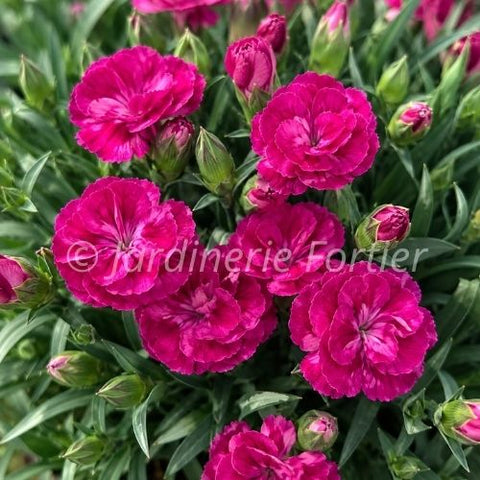 Dianthus "Peman Fancy Cerise"