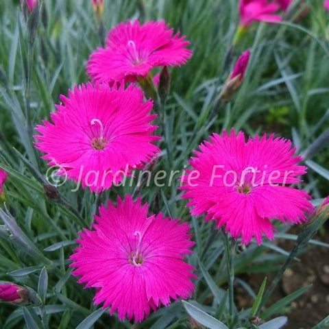 Dianthus "Neon Star"