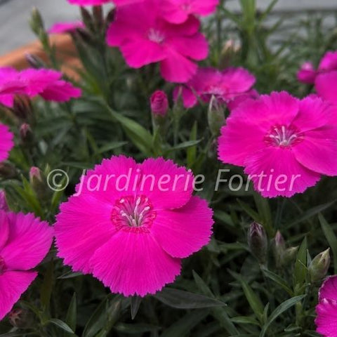 Dianthus "Mad Magenta"