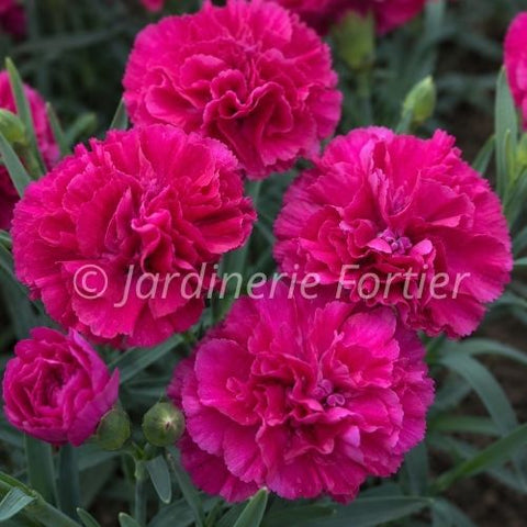Dianthus "Fruit Punch Funky Fuchsia"