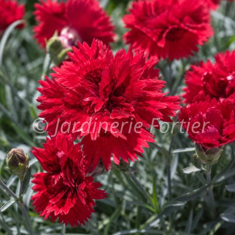 Dianthus "Maraschino"